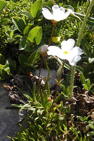 Androsace lactea \ Milchweier Mannsschild, A Trenchtling 3.7.2010