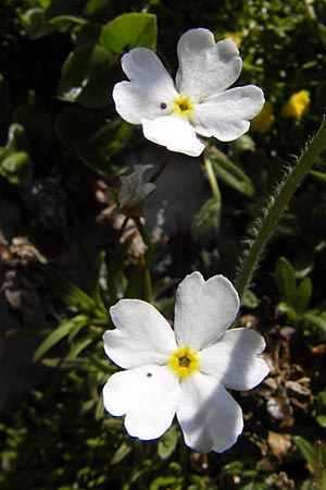 Androsace lactea \ Milchweier Mannsschild, A Trenchtling 3.7.2010