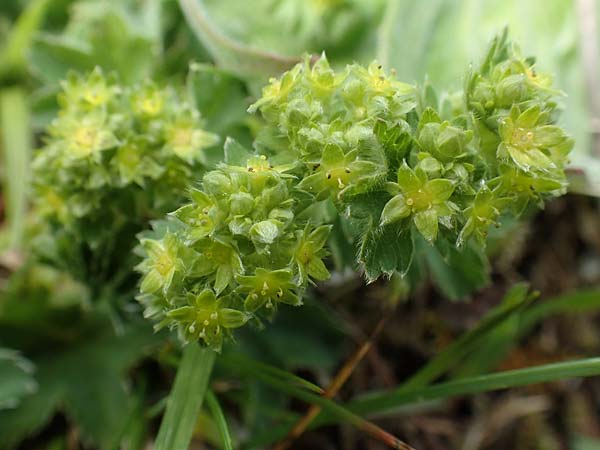 Alchemilla hybrida agg. \ Weichhaariger Frauenmantel, Bastard-Frauenmantel, A Kärnten, Feistritz im Rosental 17.5.2016