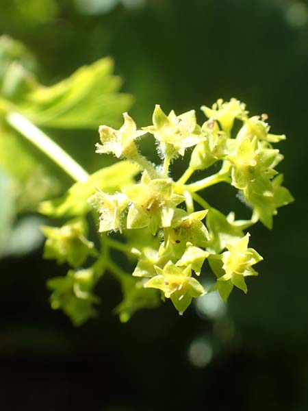 Alchemilla glaucescens ? \ Weichhaariger Frauenmantel, Bastard-Frauenmantel / Bastard Lady's Mantle, A Kärnten/Carinthia, Petzen 8.8.2016