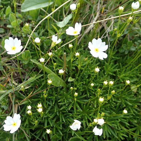 Androsace lactea \ Milchweier Mannsschild / Milkwhite Rock Jasmine, A Rax 28.6.2020