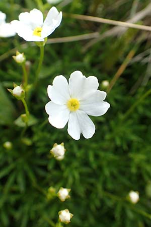 Androsace lactea / Milkwhite Rock Jasmine, A Rax 28.6.2020