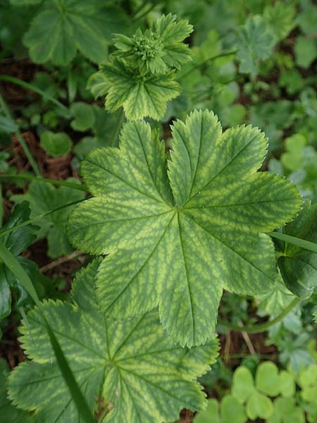 Alchemilla glabra ? \ Kahler Frauenmantel / Smooth Lady's Mantle, A Rax 28.6.2020