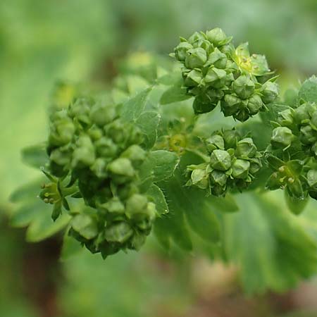 Alchemilla glabra ? \ Kahler Frauenmantel / Smooth Lady's Mantle, A Rax 28.6.2020