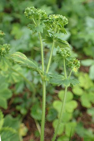 Alchemilla glabra ? \ Kahler Frauenmantel / Smooth Lady's Mantle, A Rax 28.6.2020