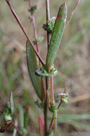 Atriplex littoralis \ Strand-Melde / Grassleaf Orache, A Seewinkel, Podersdorf 26.9.2012