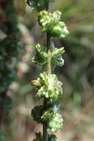 Atriplex littoralis \ Strand-Melde / Grassleaf Orache, A Seewinkel, Podersdorf 26.9.2012