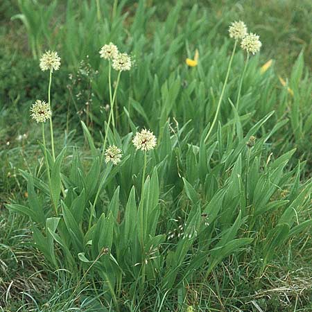 Allium victorialis \ Allermannsharnisch, A Gailtal 7.8.2004