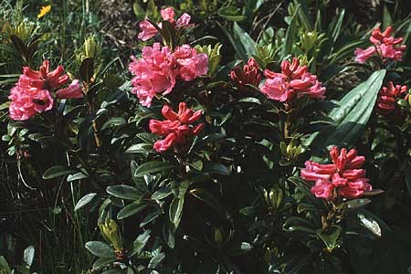 Rhododendron ferrugineum \ Rostblttrige Alpenrose / Alpenrose, A Widderstein 12.7.1987