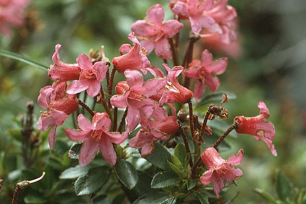 Rhododendron hirsutum \ Bewimperte Alpenrose / Hairy Rhododendron, A Lechtal, Elbigenalb 16.8.1987