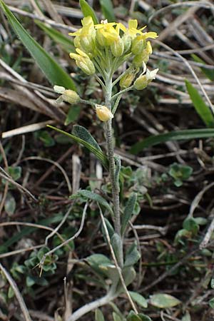 Alyssum montanum \ Berg-Steinkraut / Mountain Alison, Mountain Madwort, A Siegendorf 3.4.2023