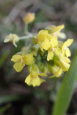 Alyssum montanum \ Berg-Steinkraut / Mountain Alison, Mountain Madwort, A Siegendorf 3.4.2023