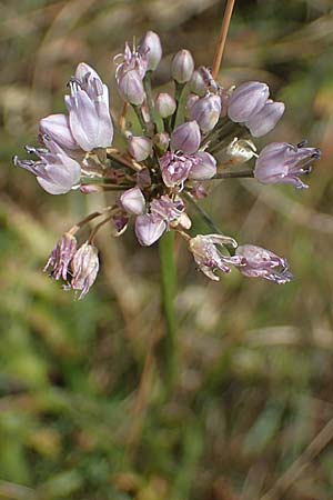 Allium senescens subsp. montanum \ Berg-Lauch / Mountain Garlic, German Garlic, A Hainburg 8.7.2023