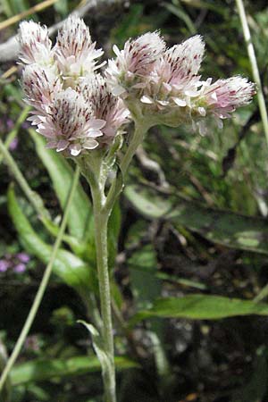 Antennaria dioica \ Gewhnliches Katzenpftchen / Mountain Everlasting, A Lechtal, Forchach 27.5.2007