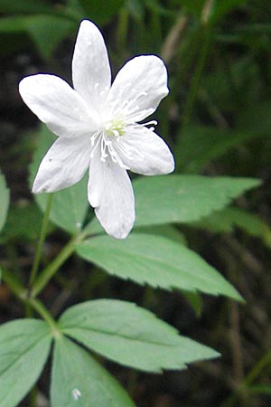 Anemone trifolia \ Dreiblatt-Anemone / Threefoil Anemone, A Kärnten/Carinthia, Hochobir 1.7.2010