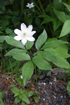 Anemone trifolia \ Dreiblatt-Anemone / Threefoil Anemone, A Kärnten/Carinthia, Hochobir 1.7.2010