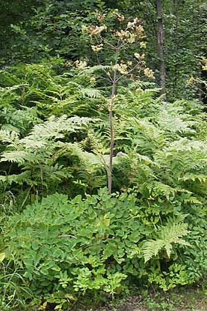 Angelica sylvestris \ Wald-Engelwurz, Gewhnliche Engelwurz / Wild Angelica, A Kärnten/Carinthia, Kleinobir 2.8.2011