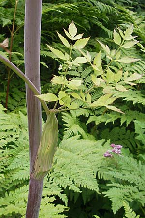 Angelica sylvestris \ Wald-Engelwurz, Gewhnliche Engelwurz, A Kärnten, Kleinobir 2.8.2011