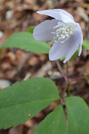 Anemone trifolia \ Dreiblatt-Anemone / Threefoil Anemone, A Kärnten/Carinthia, Feistritz im Rosental 17.5.2016