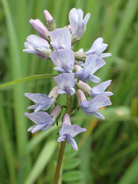 Astragalus norvegicus \ Norwegischer Tragant / Norwegian Milk-Vetch, A Pusterwald, Eiskar 1.7.2019