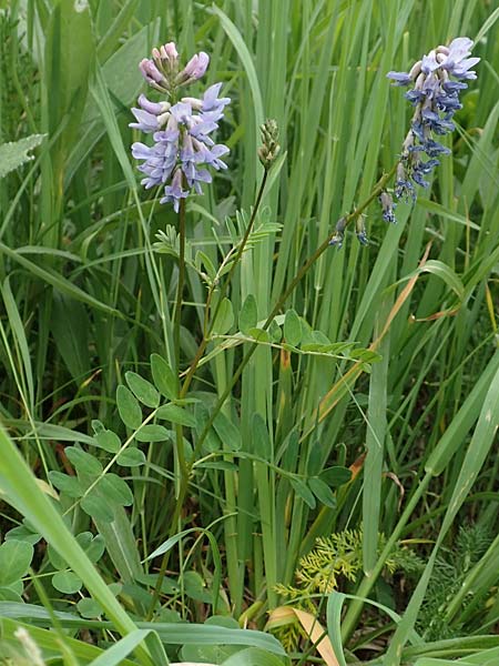 Astragalus norvegicus \ Norwegischer Tragant / Norwegian Milk-Vetch, A Pusterwald, Eiskar 1.7.2019