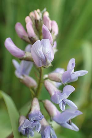 Astragalus norvegicus \ Norwegischer Tragant / Norwegian Milk-Vetch, A Pusterwald, Eiskar 1.7.2019