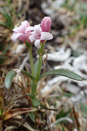 Asperula neilreichii \ Ostalpen-Meier / Neilreich's Woodruff, A Trenchtling 3.7.2019