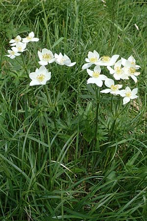 Anemone narcissiflora \ Berghhnlein, Narzissenbltige Anemone, A Rax 28.6.2020