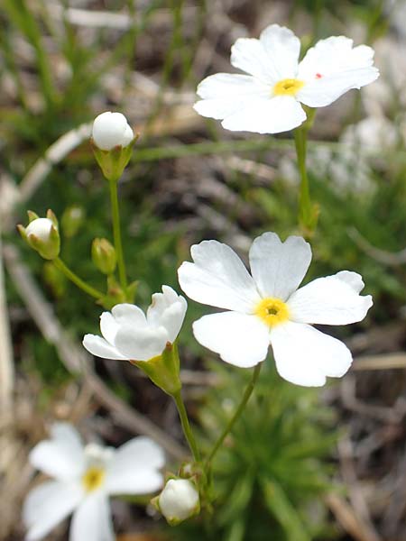 Androsace lactea / Milkwhite Rock Jasmine, A Rax 28.6.2020