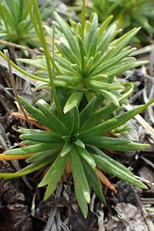 Androsace lactea \ Milchweier Mannsschild / Milkwhite Rock Jasmine, A Rax 28.6.2020