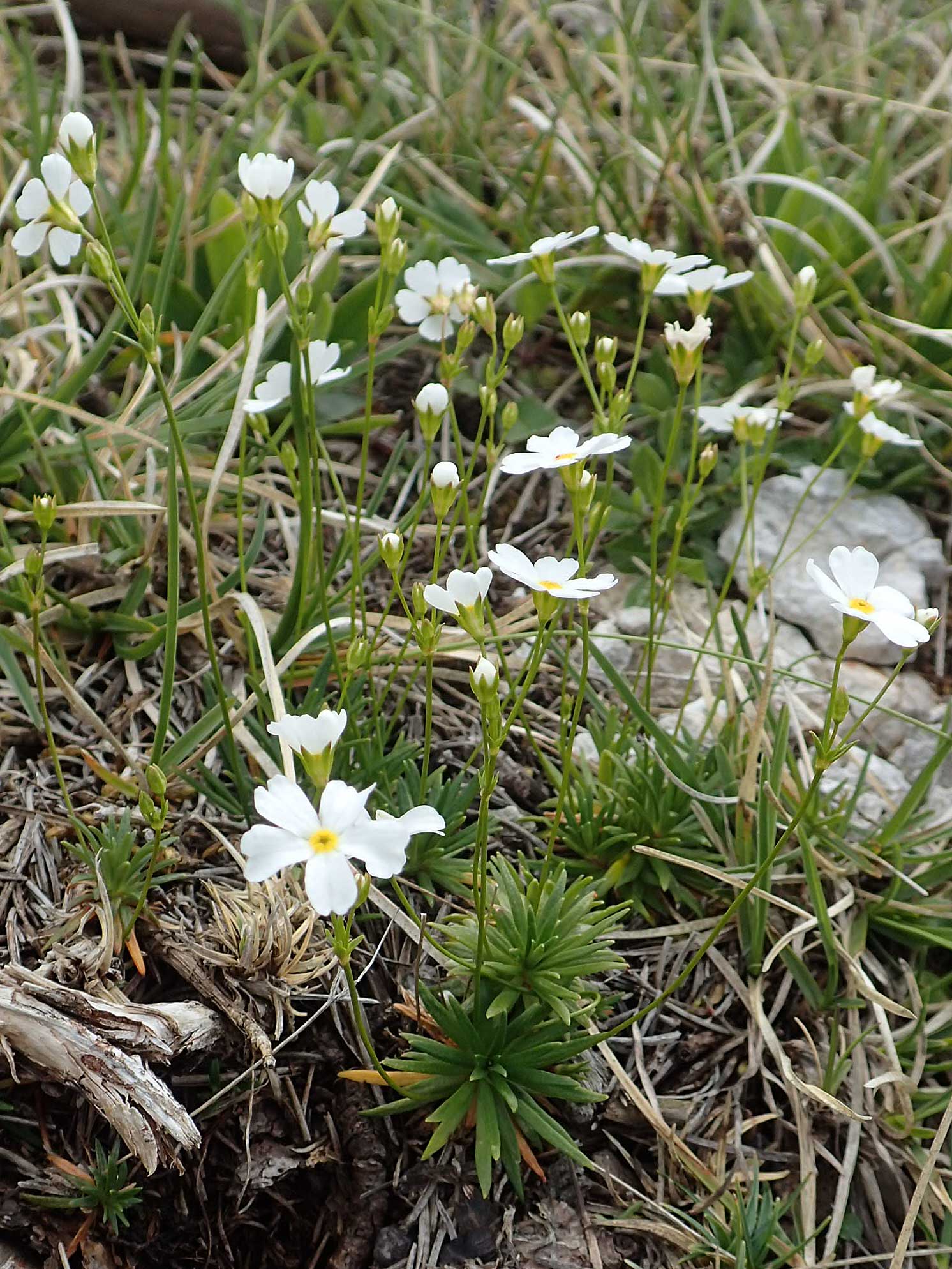 Androsace lactea / Milkwhite Rock Jasmine, A Rax 28.6.2020