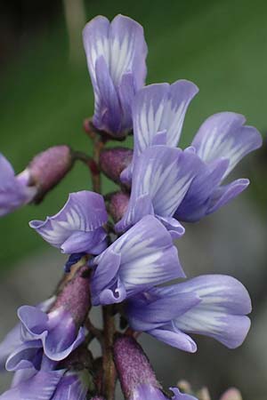 Astragalus norvegicus \ Norwegischer Tragant / Norwegian Milk-Vetch, A Pusterwald, Eiskar 29.6.2021