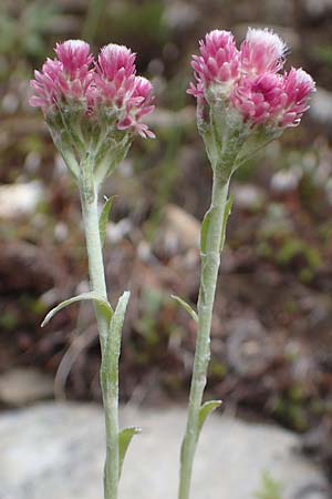 Antennaria dioica \ Gewhnliches Katzenpftchen / Mountain Everlasting, A Kärnten/Carinthia, Koralpe 4.7.2023