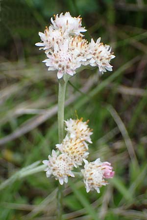 Antennaria dioica \ Gewhnliches Katzenpftchen, A Kärnten, Koralpe 4.7.2023