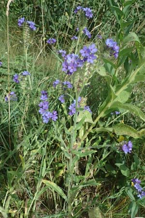 Anchusa officinalis \ Gewhnliche Ochsenzunge, A Siegendorf 12.7.2023