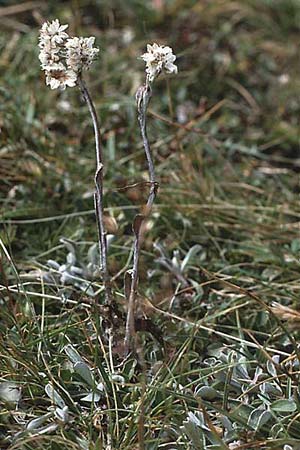 Antennaria dioica \ Gewhnliches Katzenpftchen / Mountain Everlasting, A Lechtal, Elbigenalb 16.8.1987