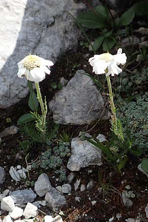 Achillea oxyloba \ Edle Schafgarbe, Dolomiten-Schafgarbe / Noble Yarrow, Alpine Sneezewort, A Osttirol, Porze 13.7.2019