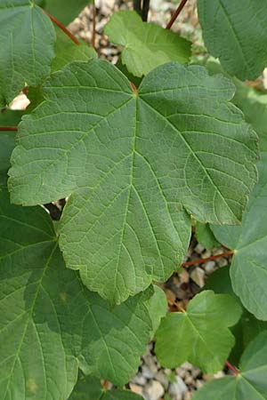 Acer obtusatum / Bosnian Maple, Italian Maple, A Schneeberg 1.7.2020