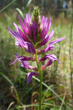 Astragalus onobrychis \ Esparsetten-Tragant, Langfahnen-Tragant / Sainfoin Milk-Vetch, A Weikersdorf am Steinfeld 2.7.2020