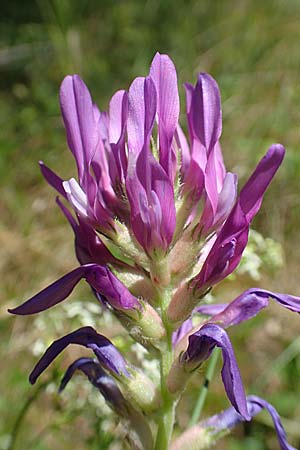 Astragalus onobrychis \ Esparsetten-Tragant, Langfahnen-Tragant, A Weikersdorf am Steinfeld 2.7.2020