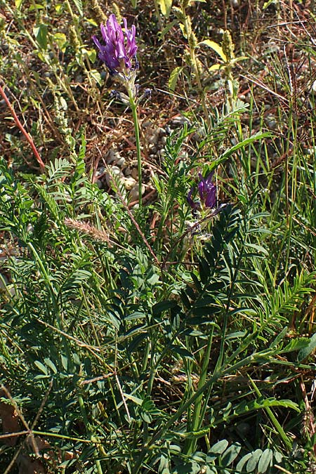 Astragalus onobrychis \ Esparsetten-Tragant, Langfahnen-Tragant / Sainfoin Milk-Vetch, A Seewinkel, Illmitz 23.9.2022