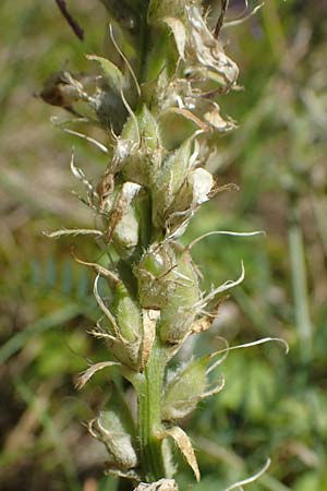 Astragalus onobrychis \ Esparsetten-Tragant, Langfahnen-Tragant, A Weikersdorf am Steinfeld 7.7.2023