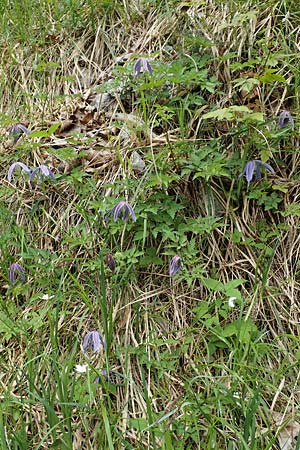 Clematis alpina \ Alpenrebe, Alpen-Waldrebe, A Kärnten, Trögerner Klamm 18.5.2016