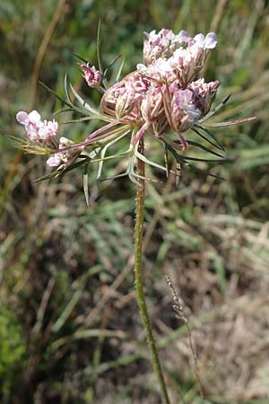 Daucus carota agg. \ Wilde Mhre / Wild Carrot, Queen Anne's Lace, A Seewinkel, Apetlon 23.9.2022