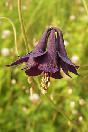 Aquilegia atrata \ Schwarzviolette Akelei / Dark Columbine, A Hahntennjoch 16.7.2010