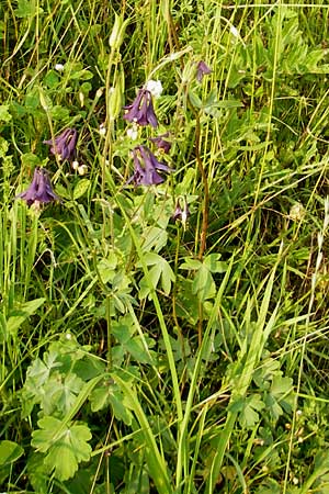 Aquilegia atrata \ Schwarzviolette Akelei / Dark Columbine, A Hahntennjoch 16.7.2010