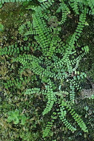 Asplenium trichomanes subsp. quadrivalens \ Tetraploider Brauner Streifenfarn, Gewhnlicher Brauner Streifenfarn, A Deutschlandsberger Klause 30.6.2022