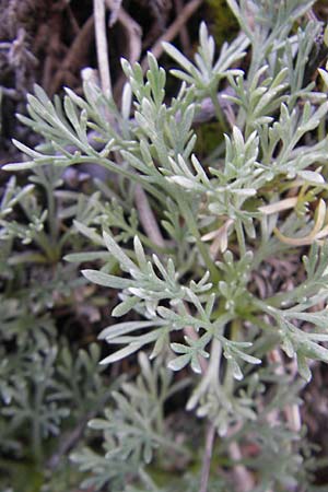 Artemisia umbelliformis \ Edel-Raute / Yellow Genipi, A Malta - Tal / Valley 19.7.2010