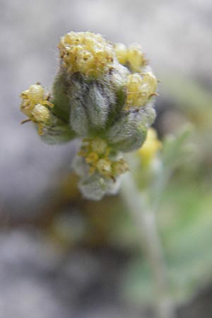 Artemisia umbelliformis \ Edel-Raute / Yellow Genipi, A Malta - Tal / Valley 19.7.2010