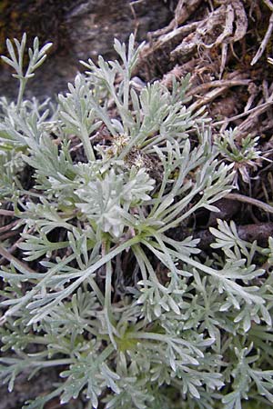 Artemisia umbelliformis / Yellow Genipi, A Malta - Valley 19.7.2010